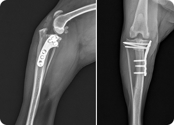 TPLO 수술 AFTER