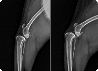TPLO 수술 BEFORE